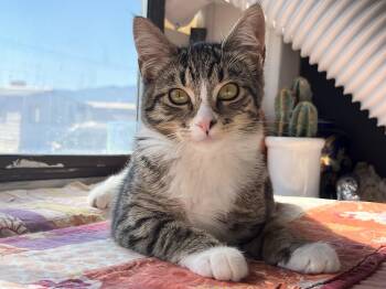 Rescue Domestic Short Hair Cats for Adoption in Missoula, Montana - Sesame | PetCurious
