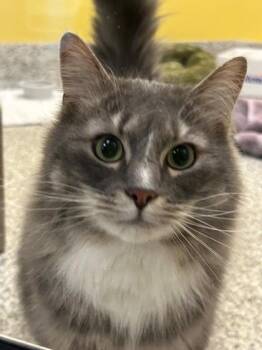 Domestic Long Hair and Domestic Short Hair Cats Available for Adoption - Merlin | PetCurious