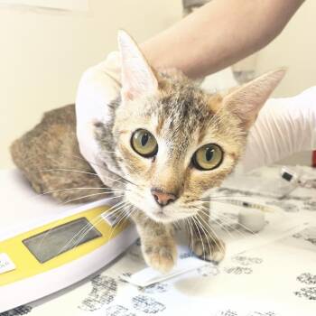 Octavia B. -  Domestic Short Hair Cat Available for Adoption in Birmingham, Alabama - Octavia B. | PetCurious
