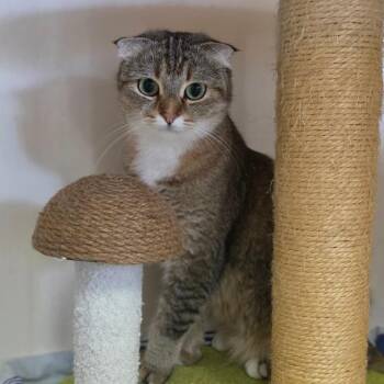 Babushka - Chino Hills Location -  British Shorthair and Scottish Fold Cat for Adoption in Chino Hills, California - Babushka - Chino Hills Location | PetCurious