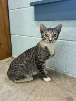 Rescue Domestic Short Hair Cats for Adoption in Barnesville, Georgia - 25-129 Maple | PetCurious