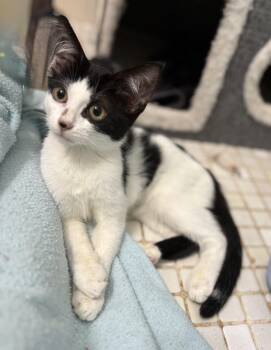 Martini -  Domestic Medium Hair Cat for Adoption in Brooksville, Florida - Martini | PetCurious