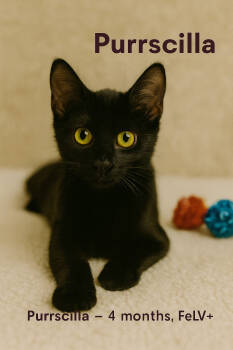 Rescue Domestic Short Hair Cats for Adoption in Pineville, Louisiana - Purrscilla | PetCurious