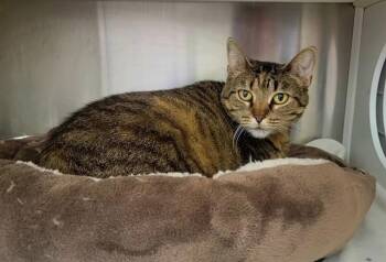 MAMA FLOOD -  Domestic Short Hair Cat for Adoption in St. Peters, Missouri - MAMA FLOOD | PetCurious