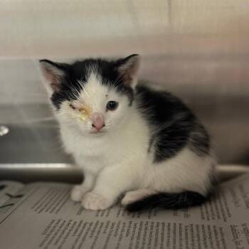 Domestic Short Hair Cats Available for Adoption in Pauls Valley, Oklahoma - Soldier Boy | PetCurious