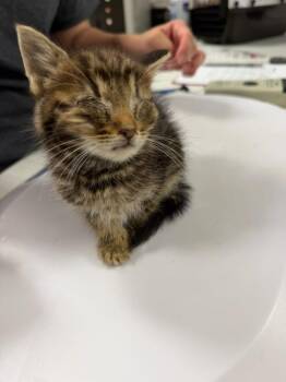 Storm -  Domestic Short Hair Cat for Adoption in Greenfield, Indiana - Storm | PetCurious