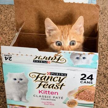 Butternut aka Butters Hall -  Domestic Short Hair Cat for Adoption in Eagle Mountain, Utah - Butternut Aka Butters Hall | PetCurious