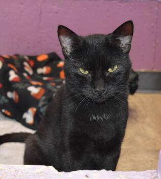 The Magician -  Domestic Short Hair Cat for Adoption - The Magician | PetCurious