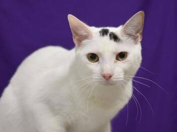 Catherine -  Domestic Short Hair Cat for Adoption in Portland, Oregon - Catherine | PetCurious