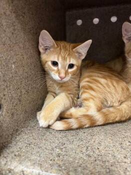 A798693 -  Domestic Short Hair Cat for Adoption in Louisville, Kentucky - A798693 | PetCurious