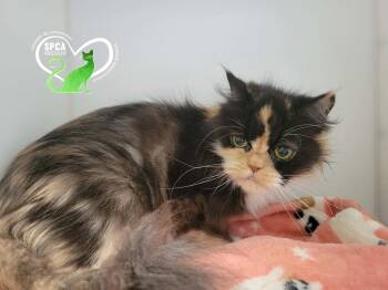 Maybeline -  Persian Cat for Adoption in Delson, Quebec - Maybeline | PetCurious
