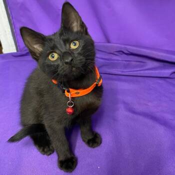 Domestic Short Hair Cats Available for Adoption in North Myrtle Beach, South Carolina - Umbra | PetCurious