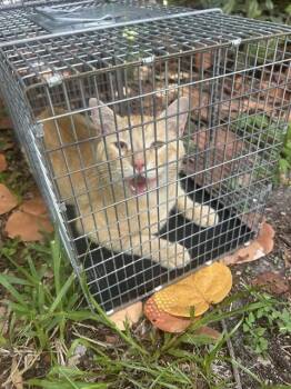 A137785 -  Domestic Short Hair Cat for Adoption in Palmetto, Florida - A137785 | PetCurious