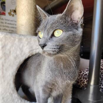 Domestic Short Hair Cats Available for Adoption in Ely, Minnesota - Sweet Pea | PetCurious