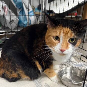 Callie -  Domestic Short Hair Cat for Adoption in Normal, Illinois - Callie | PetCurious