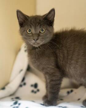 Nash -  Domestic Short Hair Cat for Adoption in Pequot Lakes, Minnesota - Nash | PetCurious