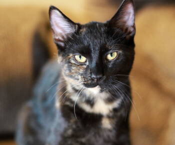 Rescue Tortoiseshell and Domestic Short Hair Cats for Adoption in Skyline, Minnesota - Rizz | PetCurious