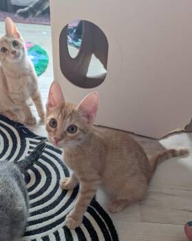Gibson -  Domestic Short Hair Cat for Adoption in San Antonio, Texas - Gibson | PetCurious