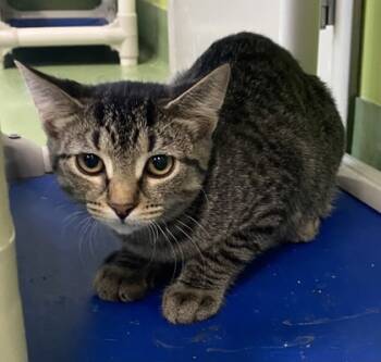 Rescue Domestic Short Hair Cats for Adoption in Batavia, Ohio - Otter | PetCurious