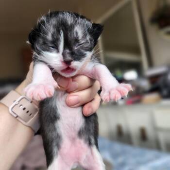 Domestic Short Hair Cats Available for Adoption in Layton, Utah - Darrell Lewis | PetCurious