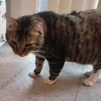 Gustavo -  Domestic Short Hair Cat for Adoption in Long Beach, California - Gustavo | PetCurious