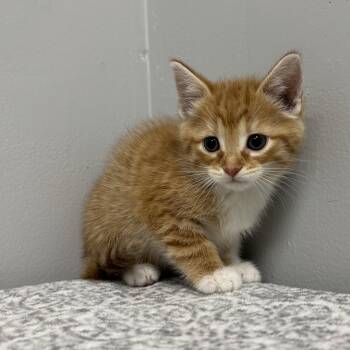 Domestic Short Hair Cats Available for Adoption in Frankfort, Indiana - Linda | PetCurious