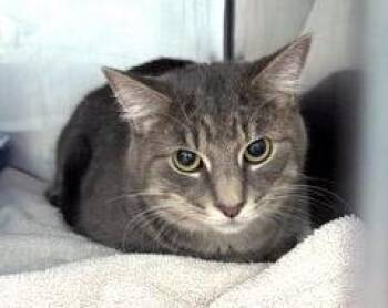 Ozzie -  Domestic Short Hair Cat for Adoption in Fishers, Indiana - Ozzie | PetCurious