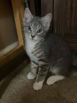 Pua -  Domestic Short Hair Cat for Adoption in Teays Valley, West Virginia - Pua | PetCurious