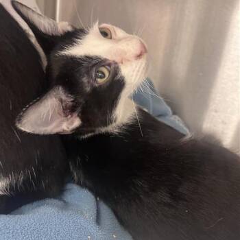 Jameson -  Domestic Short Hair Cat for Adoption in Bentonville, Arkansas - Jameson | PetCurious