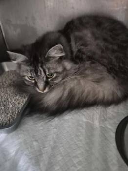 Quinny -  Domestic Long Hair and Domestic Short Hair Cat for Adoption in Simcoe, Ontario - Quinny | PetCurious