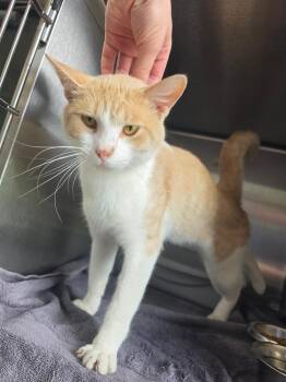 Ricotta -  Domestic Short Hair Cat for Adoption in Metamora, Illinois - Ricotta | PetCurious