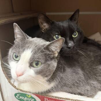 Domestic Short Hair Cats Available for Adoption - Honduras | PetCurious