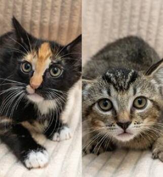 Domestic Short Hair Cats Available for Adoption in Encinitas, California - Java & Joker (Bonded Pair) | PetCurious