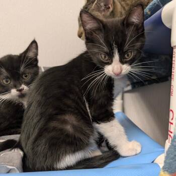 Domestic Short Hair Cats Available for Adoption - Skittles (Red) | PetCurious