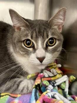GrayGray -  Domestic Short Hair Cat for Adoption in Wichita, Kansas - GrayGray | PetCurious