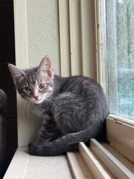 Francis -  Domestic Short Hair Cat for Adoption in Boone, Iowa - Francis | PetCurious