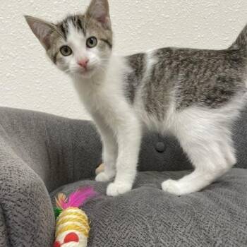 Poppi -  Domestic Short Hair Cat for Adoption in Red Wing, Minnesota - Poppi | PetCurious