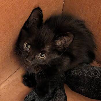 Danon -  Domestic Short Hair Cat for Adoption in Guaynabo, Guaynabo - Danon | PetCurious
