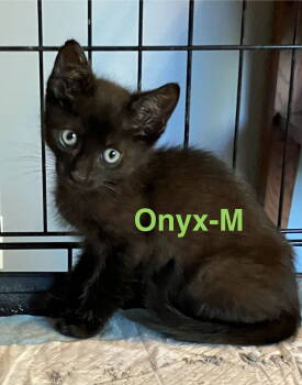 Rescue Domestic Short Hair Cats for Adoption in Land O