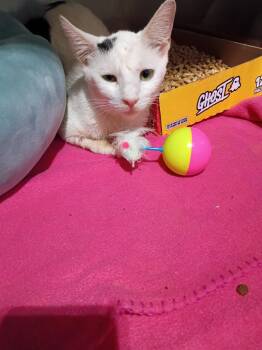 Spyro -  Domestic Short Hair Cat for Adoption in Pierceton, Indiana - Spyro | PetCurious