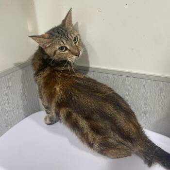 Dory -  Domestic Short Hair Cat for Adoption in Tampa, Florida - Dory | PetCurious
