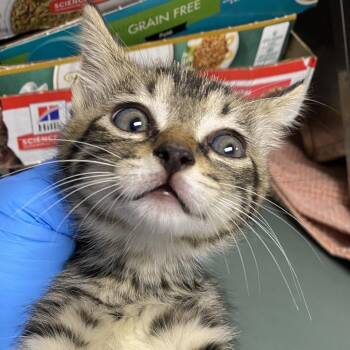 71686 -  Domestic Short Hair Cat for Adoption in Harrisonburg, Virginia - 71686 | PetCurious