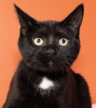Ganache -  Domestic Short Hair Cat for Adoption in Cincinnati, Ohio - Ganache | PetCurious