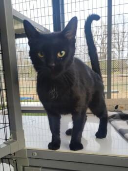 Rescue Domestic Short Hair Cats for Adoption in Neenah, Wisconsin - Onyx | PetCurious