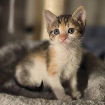 Patti -  Domestic Medium Hair Cat for Adoption in Mansfield, Texas - Patti | PetCurious