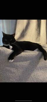 Tuxedo Cats Available for Adoption - Simon | PetCurious