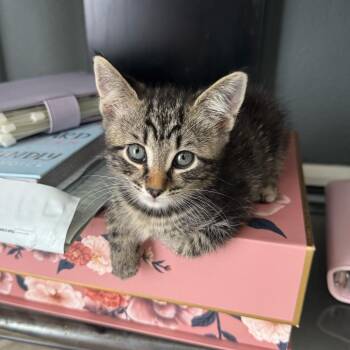 Amethyst -  Domestic Short Hair Cat for Adoption in Buffalo, New York - Amethyst | PetCurious