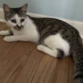 Rescue Domestic Short Hair Cats for Adoption in Austin, Texas - Mrs. Cookie | PetCurious