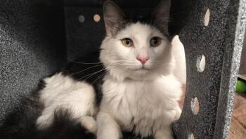 RIO -  Domestic Long Hair Cat for Adoption in Pueblo, Colorado - RIO | PetCurious
