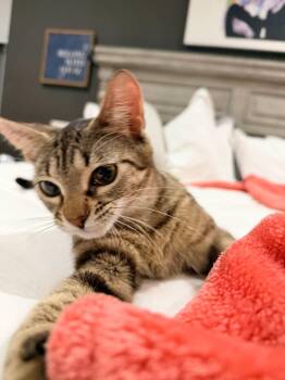 Sassafrass -  Domestic Short Hair Cat for Adoption in Sunrise, Florida - Sassafrass | PetCurious